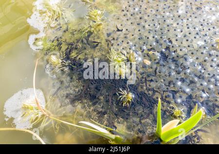 Eine Schule von Kaulquappen das Larvenstadium des Gemeinen Frosches (Rana temporaria) Hereford Herefordshire England Großbritannien. März 2022 Stockfoto