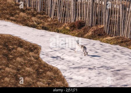 Berghase (Lepus timidus), auch bekannt als Blauer Hase, Cairngorms National Park Perthshire Schottland Großbritannien. März 2022 Stockfoto