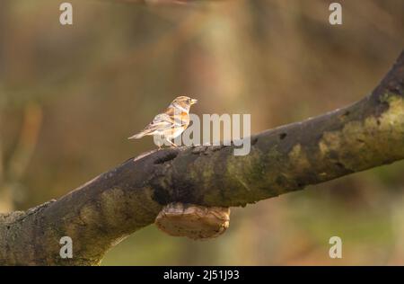 Weibliches Brambling (Fringilla montifringilla), das auf einem Ast thront. Perthshire, Schottland, Großbritannien. März 2022. Stockfoto