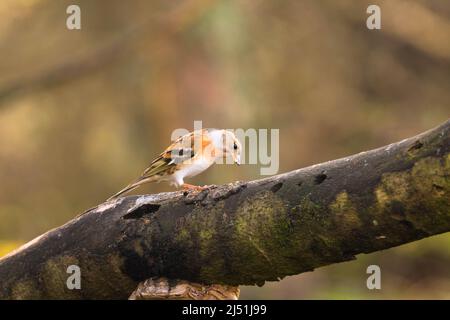 Weibliches Brambling (Fringilla montifringilla), das auf einem Ast thront. Perthshire, Schottland, Großbritannien. März 2022. Stockfoto