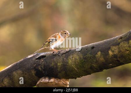 Weibliches Brambling (Fringilla montifringilla), das auf einem Ast thront. Perthshire, Schottland, Großbritannien. März 2022. Stockfoto