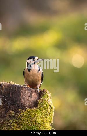 Weibchen-Buntspecht (Dendrocopos major), der auf moosbedecktem Baumstumpf thront, Perthshire, Schottland, Großbritannien. März 2022 Stockfoto