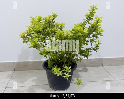 Chines Ixora (Ixora chinensis) in einem Pflanzentopf, der neu aus einer Gärtnerei gekauft wurde. Stockfoto