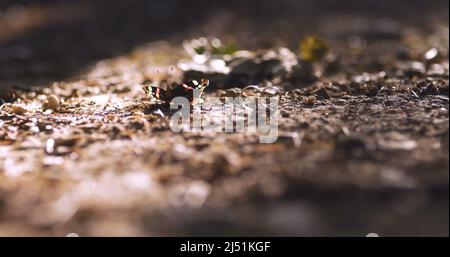 Schmetterling und Eheringe im Waldsommer Stockfoto