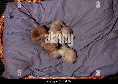 Nahaufnahme von einigen Stunden alten Puochon (Pudel & Bichon Mix) Welpen, die in einem Korb schlafen Stockfoto