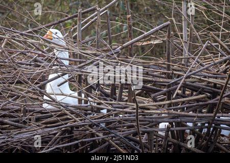 Weiße Gans, Ameise, die auf dem Boden sitzt und Eier in ihrem Nest schlüpft. Farm Vogel von Wasservögeln Arten. Hochwertige Fotos Stockfoto