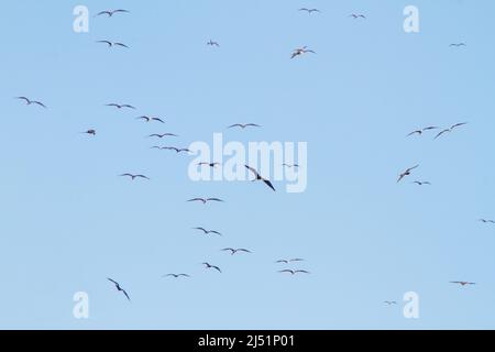 Fregatte Vogel am blauen Himmel des strandes von ipanema in Rio de Janeiro. Stockfoto