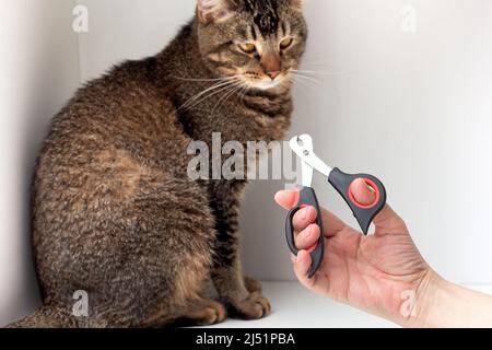 Cropped Frau Hand hält Schere für Katze Nagel Schneiden auf weißem Hintergrund Stockfoto