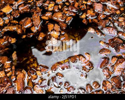 Gehackte Kokosnussschalen, die in Wasser getränkt sind, um sie für die Verwendung als Pflanzmaterial vorzubereiten Stockfoto