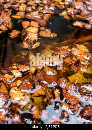 Gehackte Kokosnussschalen, die in Wasser getränkt sind, um sie für die Verwendung als Pflanzmaterial vorzubereiten Stockfoto