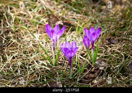 Lila Krokus Vernus Blumen spähen Gras und Mulch im frühen Frühjahr Stockfoto