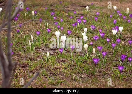 Lila und weiße Krokus Vernus Blumen Wiese spähen Gras und Mulch im frühen Frühjahr Stockfoto