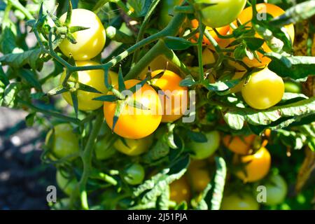 Trauben von grünen und reifen Tomaten in einem Gewächshaus Stockfoto