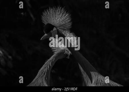 Monochromes Bild eines schönen Vogels, zwei Graukronenkrane mit blauem Auge und rotem Wattling, Kopfprofil vor dunklem, natürlichem Hintergrund. Hochwertige Schwarzweißfotos Stockfoto