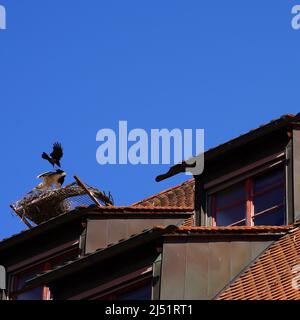 Blick auf eine Dachloggia mit einem Schwanennest. Ein Rabe greift den Schwan in seinem Nest an und fliegt von oben. Stockfoto