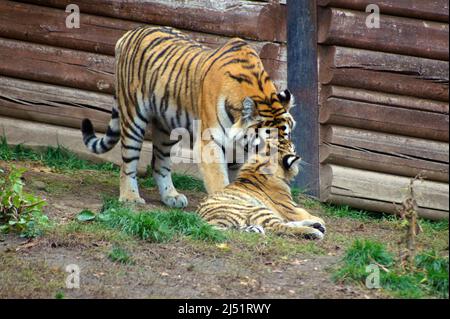 Mütterliche Liebe. Sibirische Tiger die größten Katzen der Welt. Stockfoto