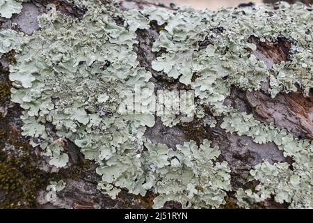 Hypogymnia physiodes. Flechten aus der Mönchsschaft. Flechten auf Baumzweig im Wald Nahaufnahme selektiver Fokus Stockfoto