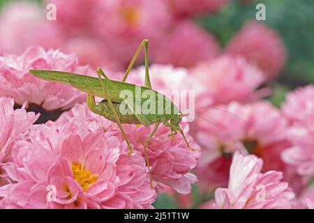 Adultes Weibchen der mediterranen Katydid sitzt auf rosa Blüten, Phaneroptera nana, Tettigoniidae Stockfoto