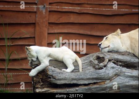 Liebe Mutter. Timbavati weiße Löwen sind die seltensten Unterarten von Löwen, gleich nach Tsavo Löwen. Sie vermehren sich in Gefangenschaft mit Schwierigkeiten. Stockfoto