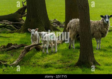 An einem Frühlingsmorgen stehen zwei weiße Lämmer in der Nähe ihrer Mutter auf dem Bauernfeld, flankiert von drei Bäumen. Stockfoto