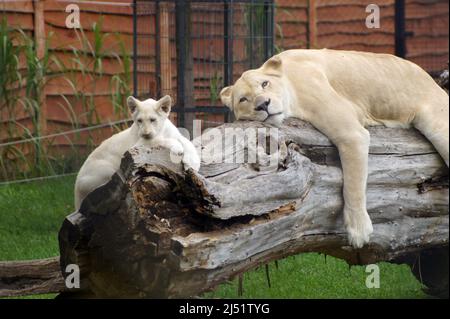 Löwin mit einem Jungen.Timbavati weiße Löwen sind die seltensten Unterarten von Löwen, gleich nach Tsavo Löwen. Sie vermehren sich in Gefangenschaft mit Schwierigkeiten. Stockfoto