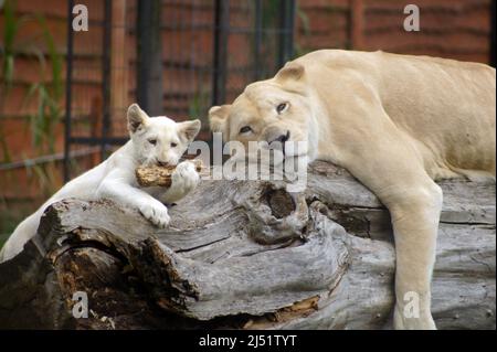 Löwin mit Jugendlicher. Timbavati weiße Löwen sind die seltensten Unterarten von Löwen, gleich nach den Tsavo Löwen. Sie vermehren sich unter Schwierigkeiten in Gefangenschaft, Stockfoto