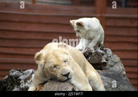 Löwin mit dem Jungen. Timbavati-Löwen sind die seltensten Unterarten von Löwen, gleich nach den Tsavo-Löwen. Sie vermehren sich unter Schwierigkeiten in Gefangenschaft, Stockfoto