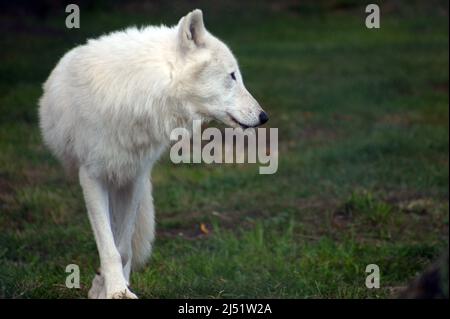 Tänze arktischer Wolf- die Wölfe haben einen ungewöhnlichen seitlichen Ambling Gang, der sie scheinen lässt, zu tanzen. Stockfoto