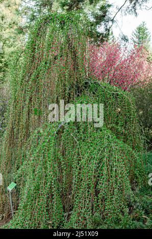 Larix kaempferi steif weinend Stockfoto