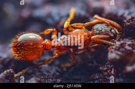 Myrmica rubra, auch bekannt als europäische Feuerameise oder gewöhnliche rote Ameise, ist eine Ameisenart der Gattung Myrmica. Europäische Feuerameise Myrmica rubra schließen Stockfoto