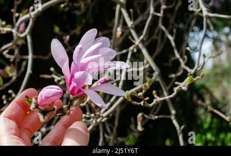 Magnolia loebneri Leonard Messel blüht in der Botanik in Polen Stockfoto