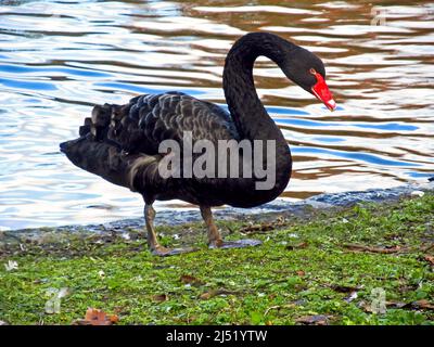 Ein schwarzer Schwan, Cygnus atridus, aus dem Wasser neben dem See in Südengland, wo er als Ziervögel importiert wird. Stockfoto