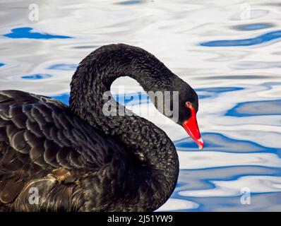 Profilfoto eines schwarzen Schwans, Cygnus atridus, in Gefangenschaft als Ziervögel in einem See in Südengland Stockfoto