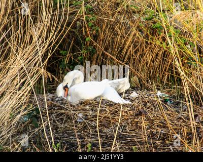 Ein stumpfer Schwan, Cygnus olor, brütet auf einem großen Nest, das zwischen Schilf geschützt ist, in einem See in Südengland Stockfoto