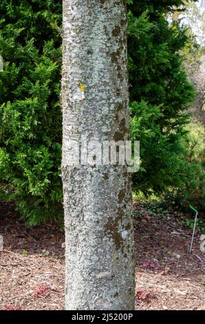 Betula alleghaniensis , goldgelber Birkenstamm in der Botanik in Polen. Stockfoto