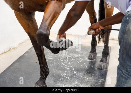 Pferdeportrait in Wasserstrahl. Pferdedusche im Stall Stockfoto