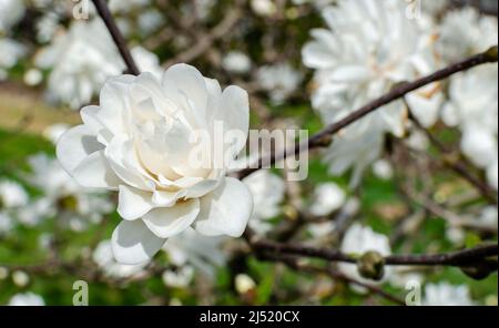 Magnolia Mag's Pirouette blüht weiß in der Botanik in Polen. Tetsuo Magaki, Japan Stockfoto