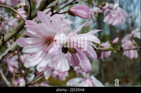 Magnolia stellata Shi-banchi Rosea blüht rosa in der Botanik in Polen Stockfoto