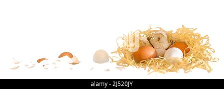 Das Huhn schlüpfte in einem Nest mit Eiern. Isoliert auf weißem Hintergrund. Stockfoto