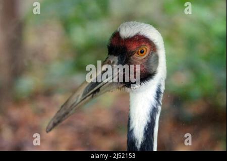 weiß-Himalaja-Kran Stockfoto