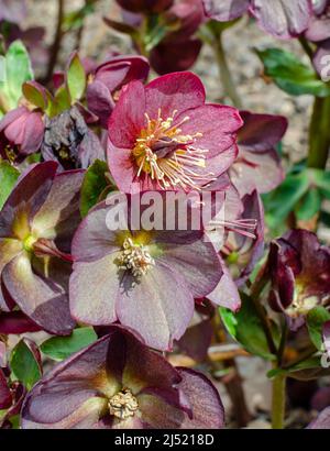 Helleborus HGC Ice 'n' Roses Red, Jozef Heuger, Deutschland Stockfoto