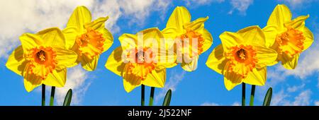 Narzissen lateinischer Name Narcissus Gold Medal Blumen mit einem blauen Himmel Hintergrund Banner Stockfoto