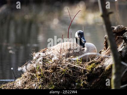 Weibliche Kanadagans ruht während sie ihre Eier brütet Stockfoto