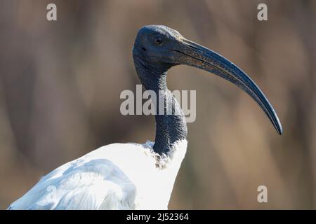 African Sacred Ibis, Kruger National Park Stockfoto