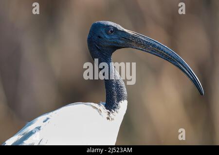 African Sacred Ibis, Kruger National Park, Südafrika Stockfoto