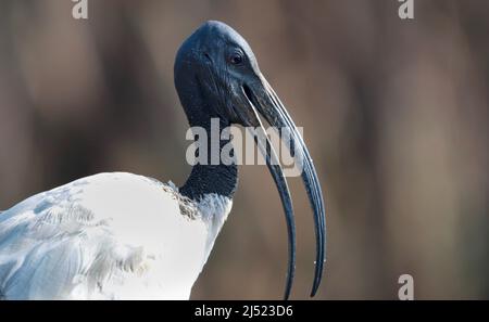 African Sacred Ibis, Kruger National Park, Südafrika Stockfoto