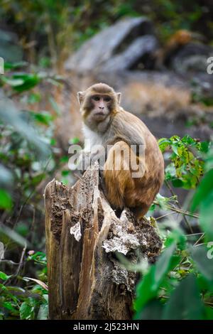 Ein indischer Affe, der auf einem Baumkpfel in einem üppigen grünen Wald sitzt. Der Haubenmakak (Macaca radiata), auch bekannt als zati, ist eine endemische Art von Makaken Stockfoto