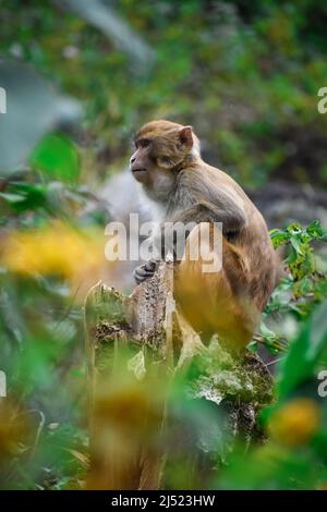 Ein indischer Affe, der auf einem Baumkpfel in einem üppigen grünen Wald sitzt. Der Haubenmakak (Macaca radiata), auch bekannt als zati, ist eine endemische Art von Makaken Stockfoto