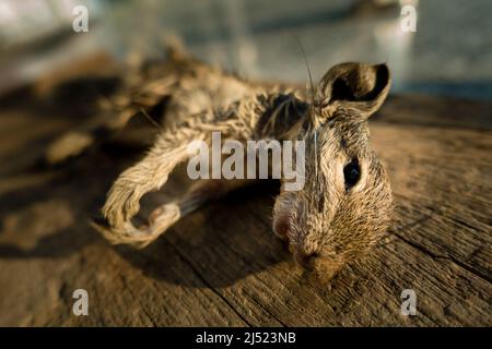 Ein indisches Palmenhörnchen (Funambulus palmarum), das tot auf einem Holzblock liegt. Stockfoto