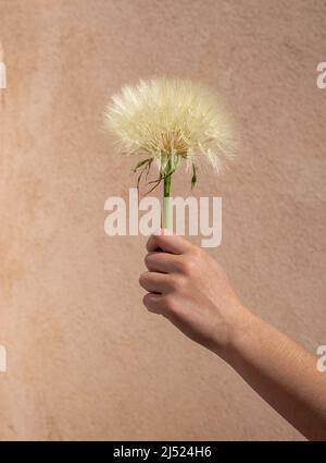 Riesige Delanion oder Salsify gegen einen strukturierten Hintergrund gehalten .Sommer Frühling . Stockfoto